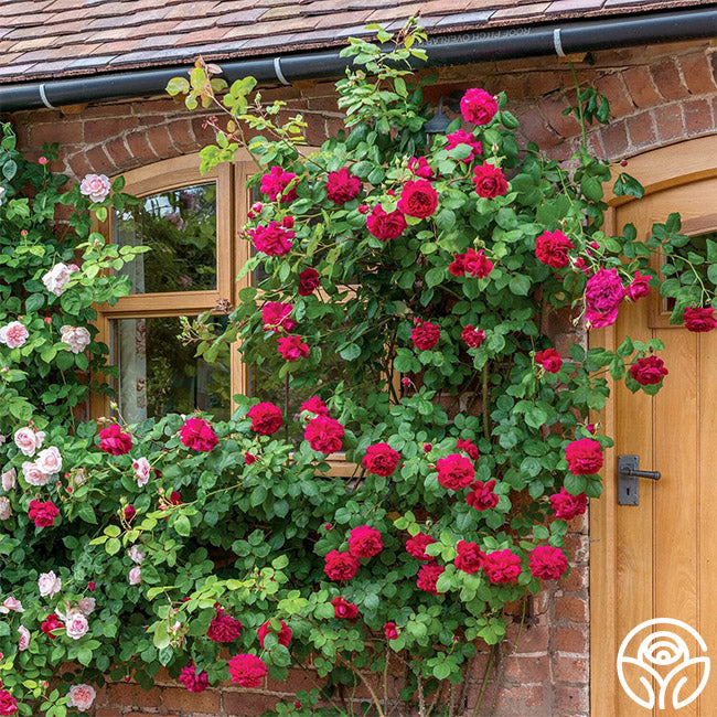 Tess of the d'Urbervilles | David Austin Climbing Rose – Heirloom