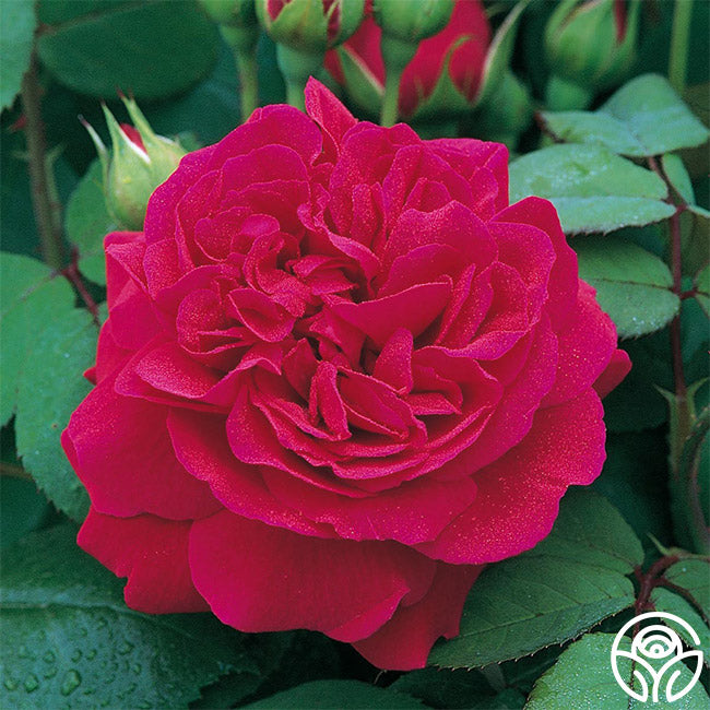 Tervis Roses Tess of the d'Urbervilles Rose - David Austin - Exceptionally Fragrant ...