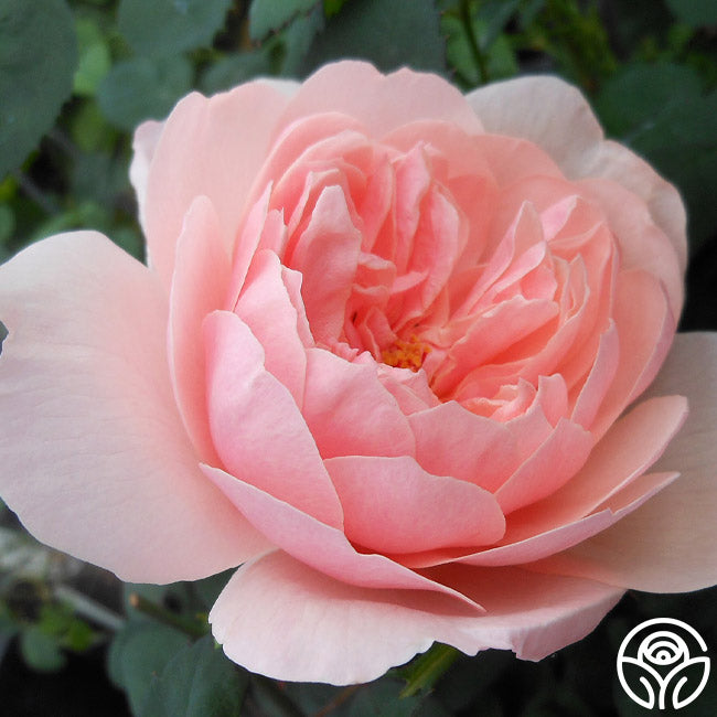 Anlwick Roses The Alnwick Rose Rose - David Austin - Moderately Fragrant – Heirloom Roses