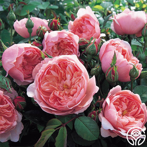 The Alnwick Rose Rose - David Austin - Moderately Fragrant – Heirloom Roses