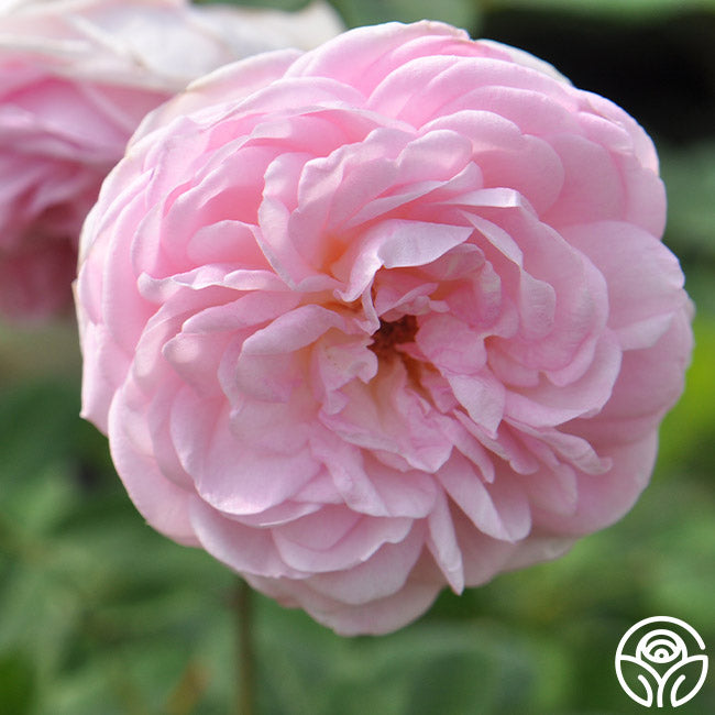 Fariry Roses The Fairy Rose - Polyantha - Lightly Fragrant – Heirloom Roses