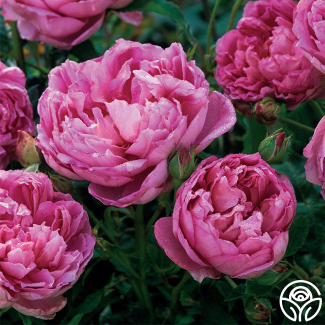 The Ingenious Mr. Fairchild Rose - David Austin - Very Fragrant