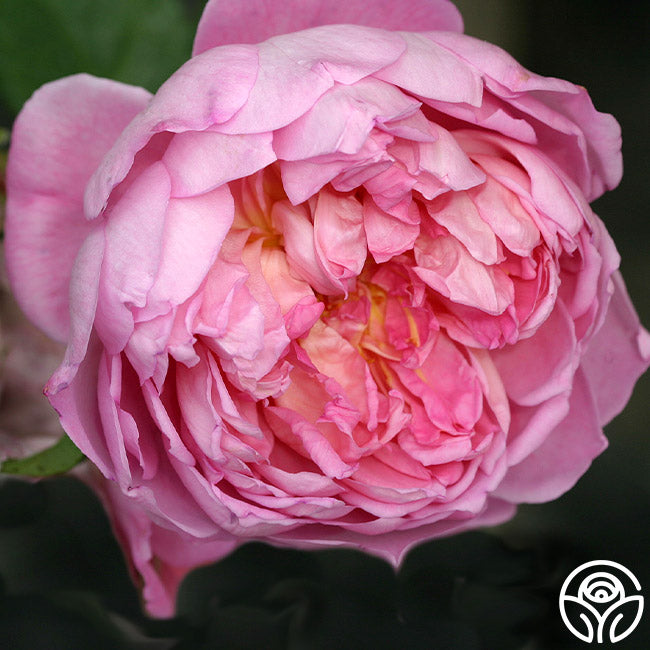 ローズ様 Nike KD 18 Aunt Pearl HV1997-600 | SneakerNews.com