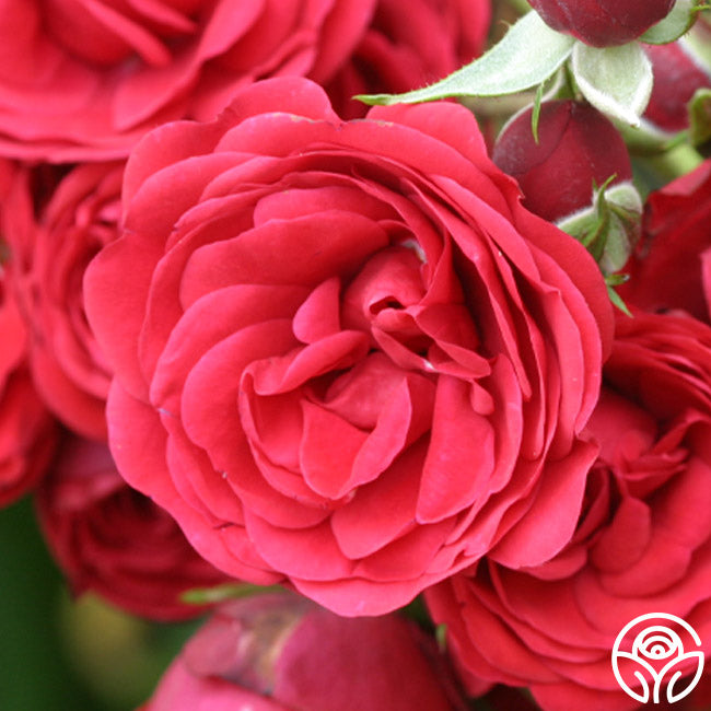 The King's Rubies Rambling Rose | Red Rose Plant – Heirloom Roses