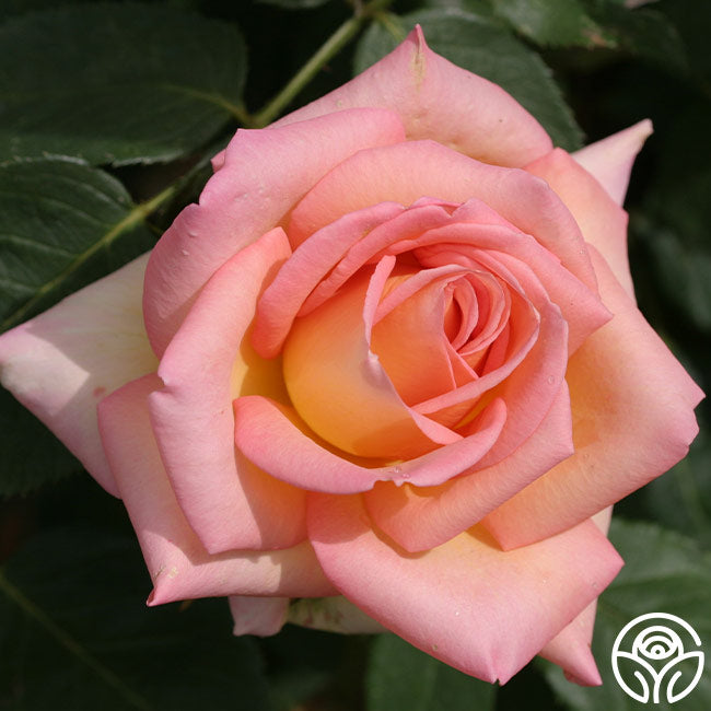 Rose Lady Tea The Lady Rose - Hybrid Tea - Lightly Fragrant – Heirloom Roses