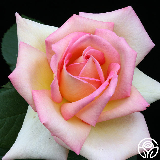 Rose Lady Tea The Lady Rose - Hybrid Tea - Lightly Fragrant – Heirloom Roses