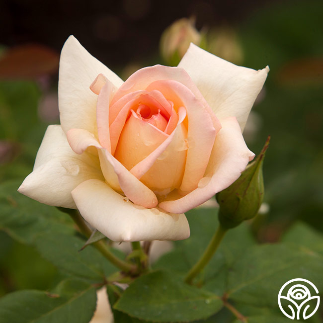 Rose Lady Tea The Lady Rose - Hybrid Tea - Lightly Fragrant – Heirloom Roses