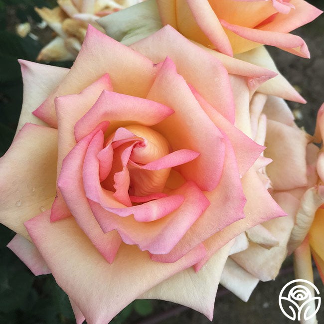 Rose Lady Tea The Lady Rose - Hybrid Tea - Lightly Fragrant – Heirloom Roses