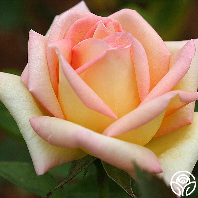 Rose Lady Tea The Lady Rose - Hybrid Tea - Lightly Fragrant – Heirloom Roses