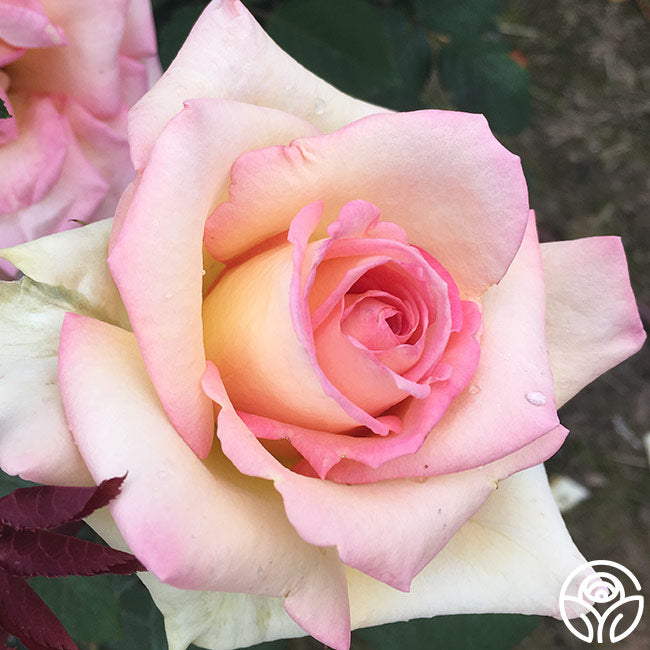 Rose Lady Tea The Lady Rose - Hybrid Tea - Lightly Fragrant – Heirloom Roses