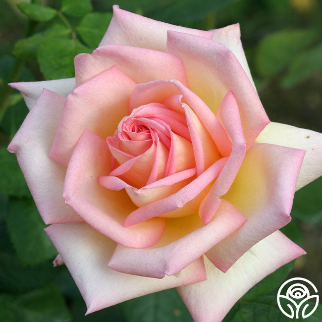 Rose Lady Tea The Lady Hybrid Tea Rose | Colorful Rose Bush – Heirloom