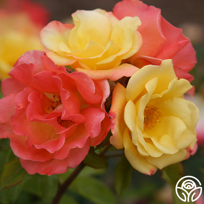 Magic Marker Roses The Magician Rose - Climbing Roses - Lightly Fragrant – Heirloom Roses