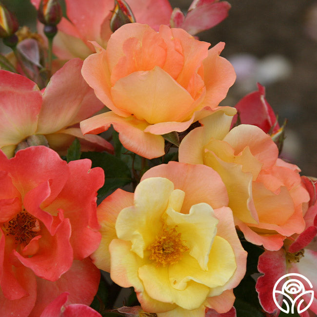 The Magician Rose - Climbing Roses - Lightly Fragrant – Heirloom Roses