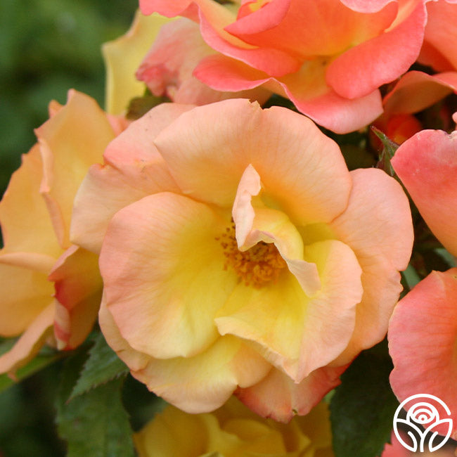 The Magician Rose - Climbing Roses - Lightly Fragrant – Heirloom Roses