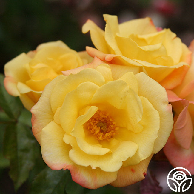 Magic Marker Roses The Magician Rose - Climbing Roses - Lightly Fragrant – Heirloom Roses