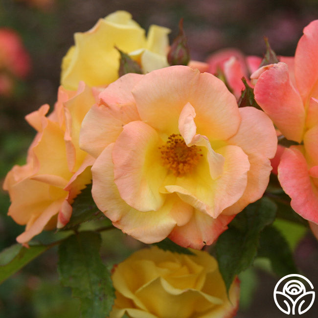 Magic Marker Roses The Magician Rose - Climbing Roses - Lightly Fragrant – Heirloom Roses