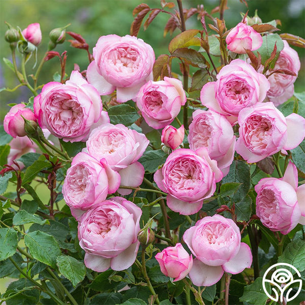 The Mill on the Floss | Pink David Austin Rose Bush – Heirloom