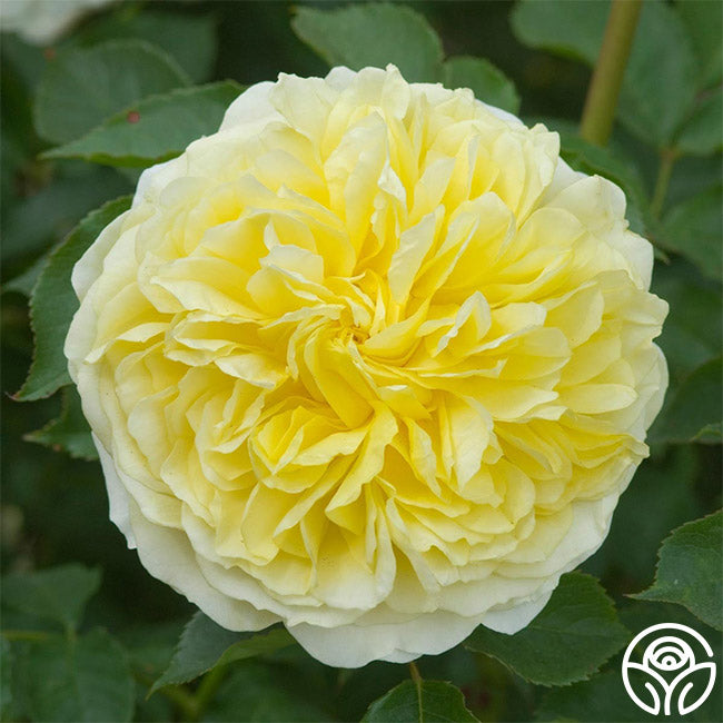 Heirloom Roses The Pilgrim