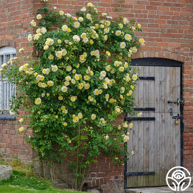 Heirloom Roses The Pilgrim - Thumbnail 3