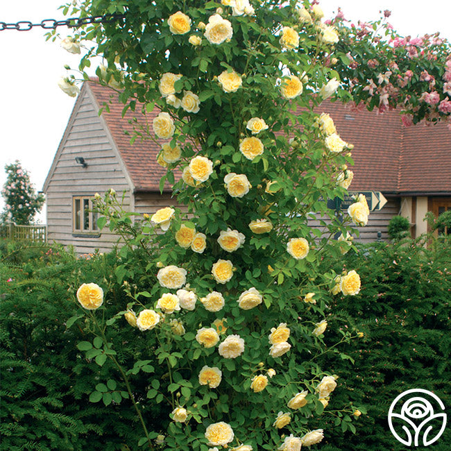 Heirloom Roses The Pilgrim - Thumbnail 4