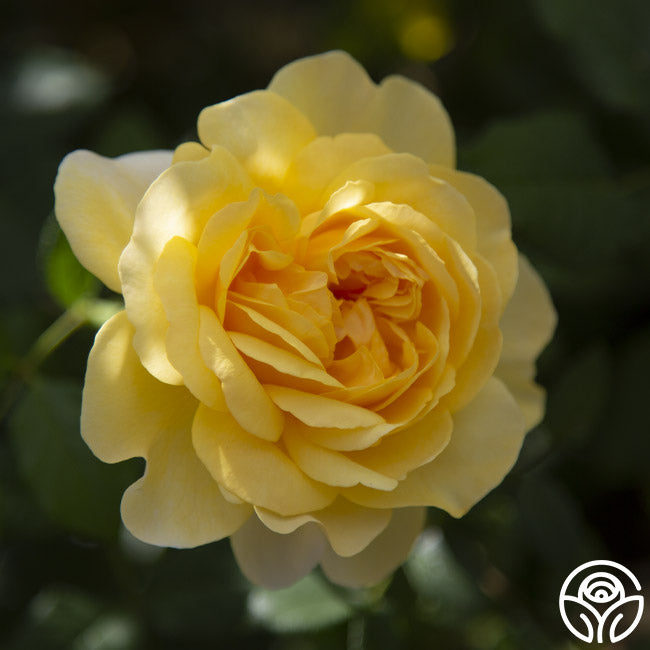 The Poet's Wife - Thumbnail 2