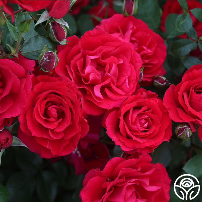 The Prince's Trust Climbing Rose | Red Rose Bush – Heirloom Roses