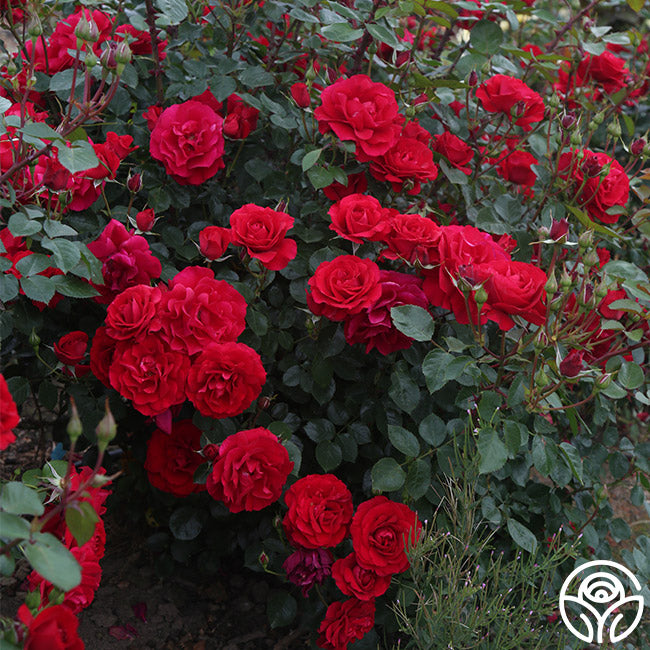 The Prince's Trust Rose - English Legend - Lightly Fragrant – Heirloom ...