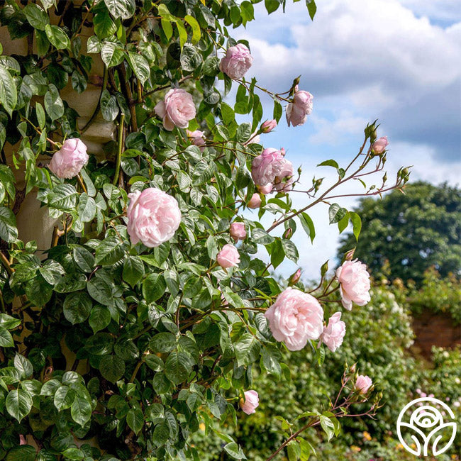 The Generous Gardener Rose - David Austin - Moderately Fragrant ...