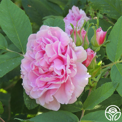 Roses For Hardiness Zone 3 – Heirloom