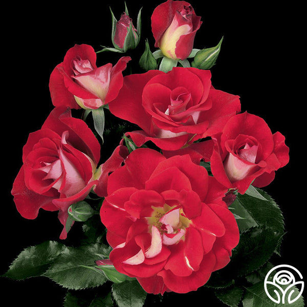 トップス rose Hot X-pression Rose Plant|火热印象 – Rose_Explosion