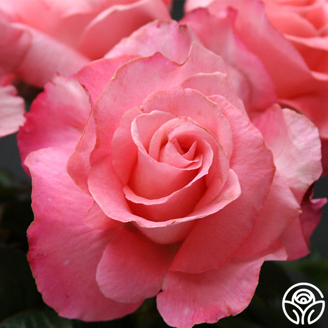 Touch of Class Rose - Hybrid Tea - Very Fragrant – Heirloom Roses