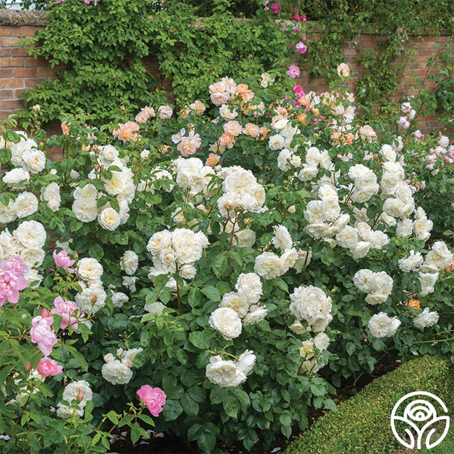 Tranquillity English Shrub Rose | White David Austin Rose – Heirloom