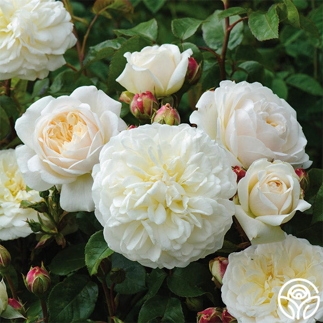 Heirloom Roses Tranquillity