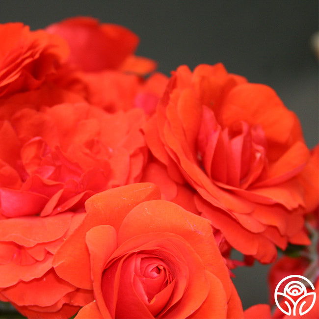 Heirloom Roses Trumpeter - Thumbnail 3