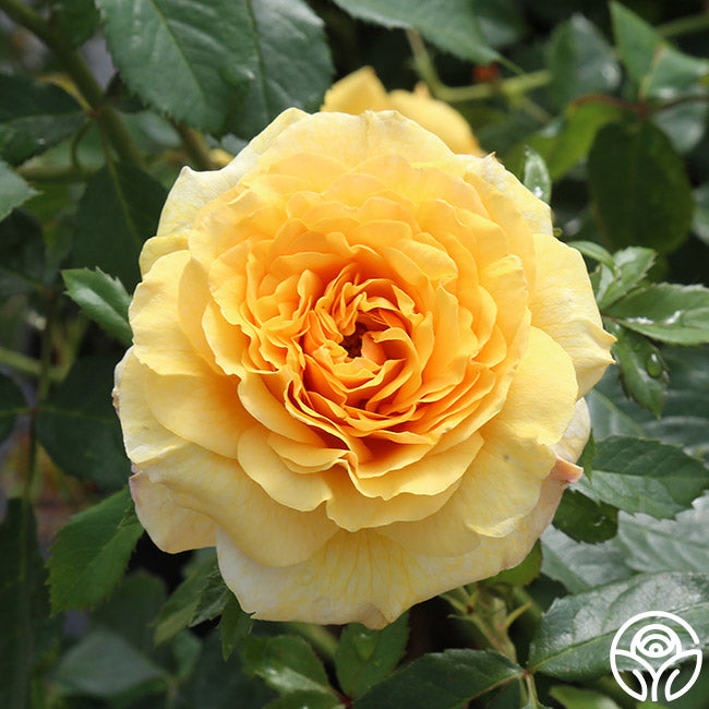 Sunbelt® Tupelo Honey™ - Star® Roses and Plants