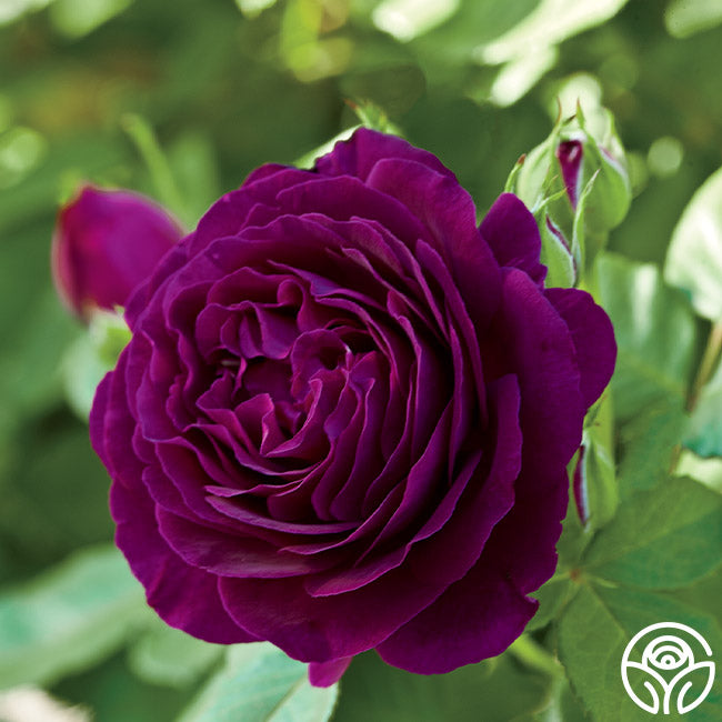 Twilight Zone Grandiflora Rose | Fragrant Rose Bush – Heirloom Roses