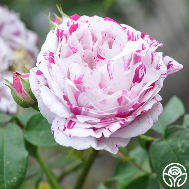 Variegata di Bologna Bourbons Rose | Purple Rose Plant – Heirloom