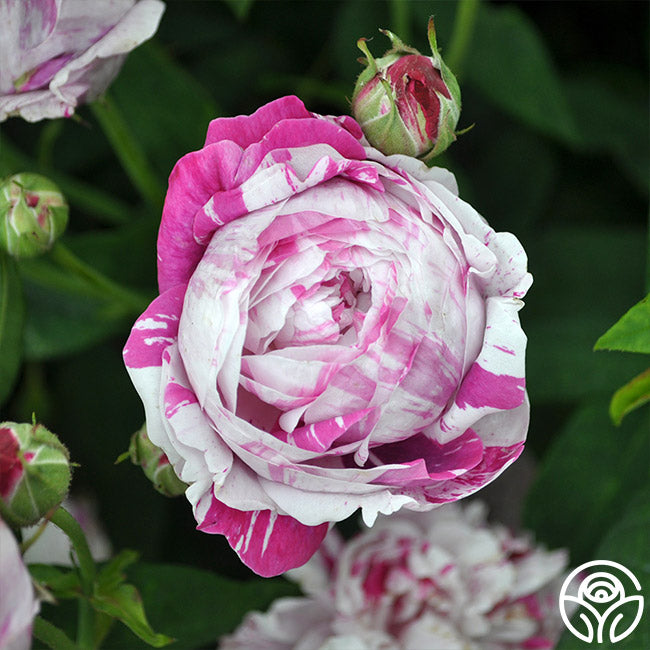 Bologna Roses Variegata Di Bologna Rose - Bourbons - Moderately Fragrant – Heirloom Roses