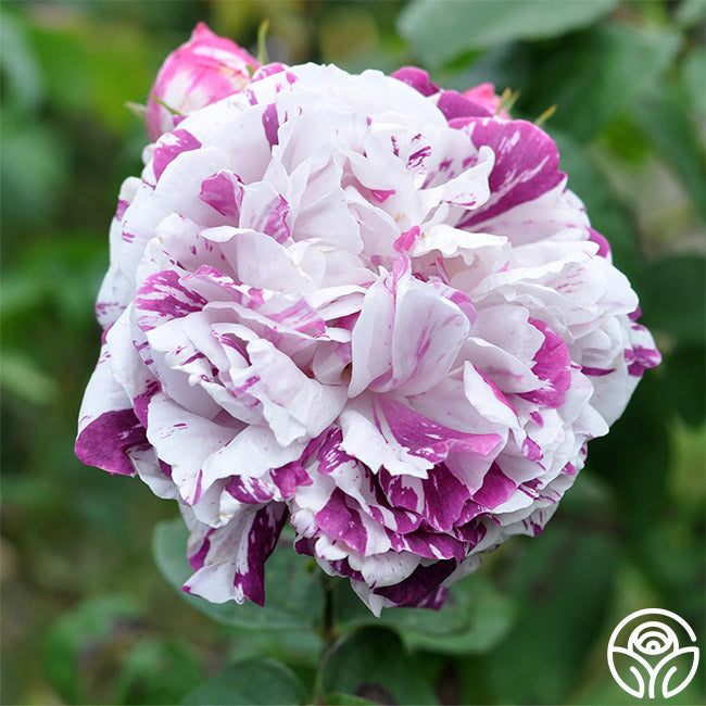 Variegata di Bologna Bourbons Rose | Purple Rose Plant – Heirloom