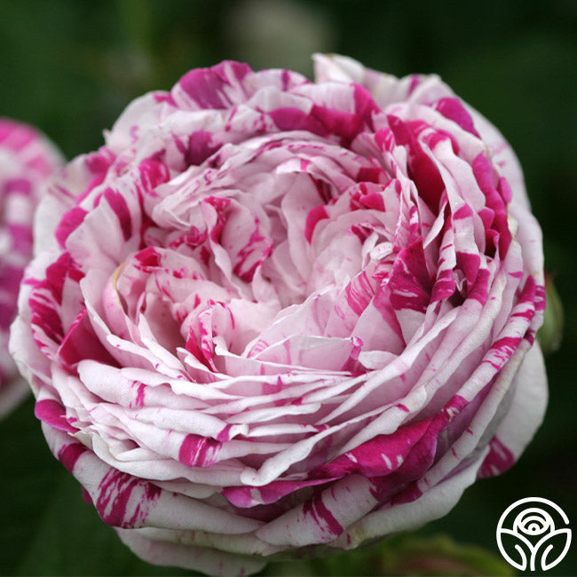Bologna Roses Variegata di Bologna Bourbons Rose | Purple Rose Plant – Heirloom