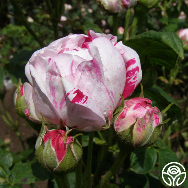 Variegata di Bologna Bourbons Rose | Purple Rose Plant – Heirloom