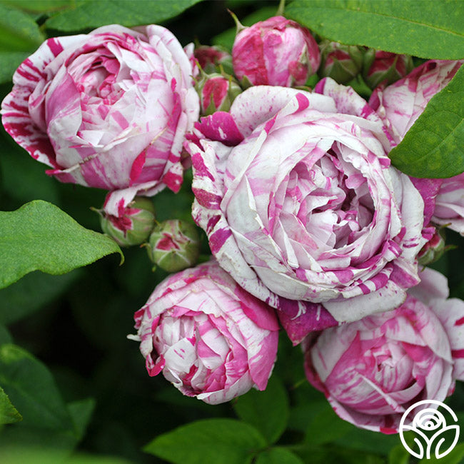 ☆専用☆☆オールド⋅ローズ Variegata di Bologna Variegata di Bologna Bourbons Rose | Purple Rose Plant – Heirloom