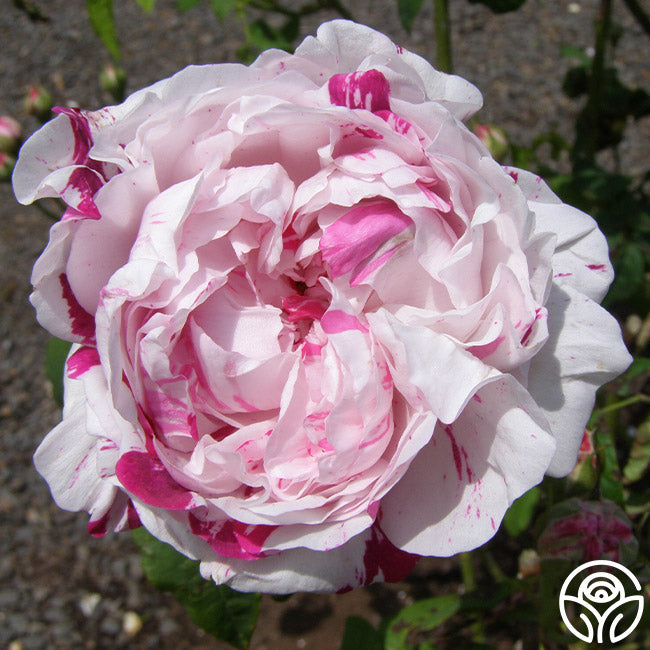 Bologna Roses Variegata Di Bologna Rose - Bourbons - Moderately Fragrant – Heirloom Roses