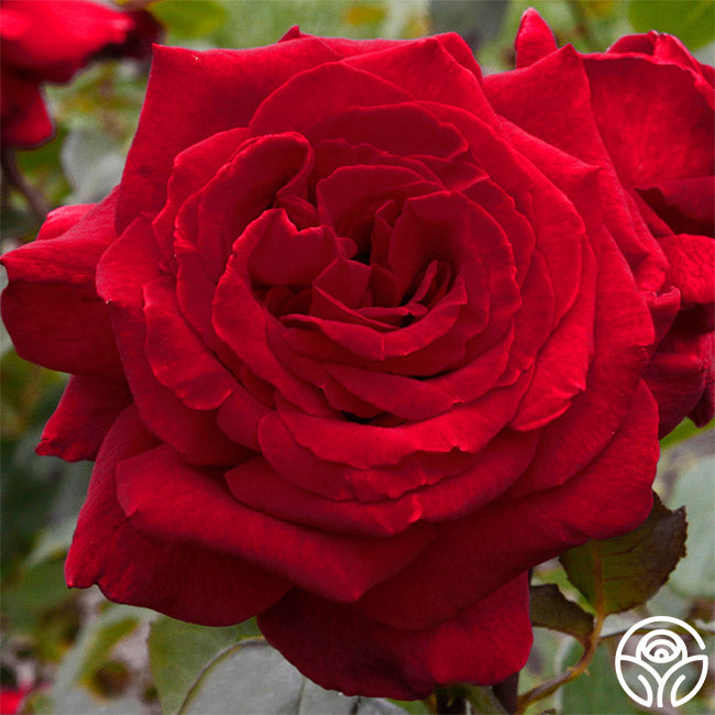 Velvet Fragrance Heirloom Roses