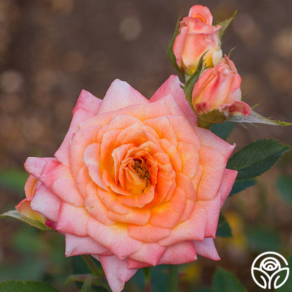 Voyager – Heirloom