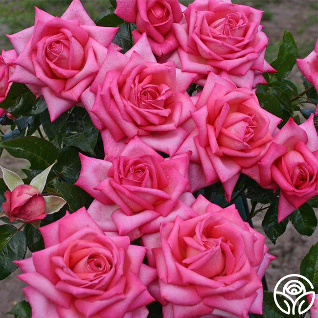 Eleganza Wedding Bells Hybrid Tea Rose | Pink Rose Plant