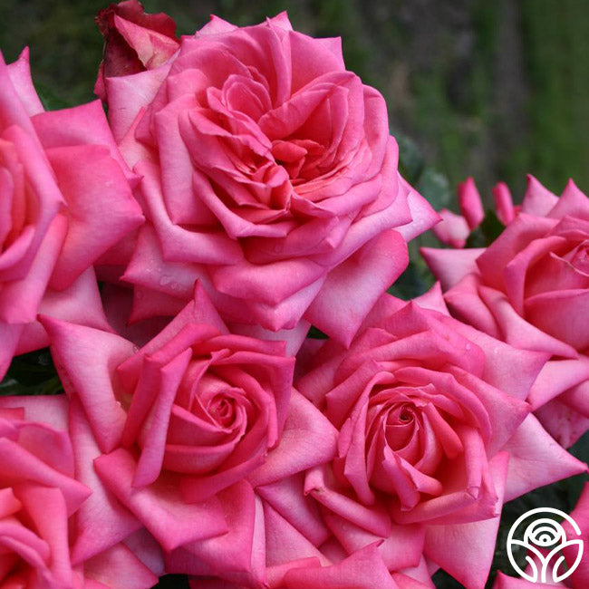 Eleganza Wedding Bells Hybrid Tea Rose | Pink Rose Plant – Heirloom