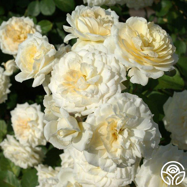Heirloom Roses Wedding Garland - Thumbnail 2