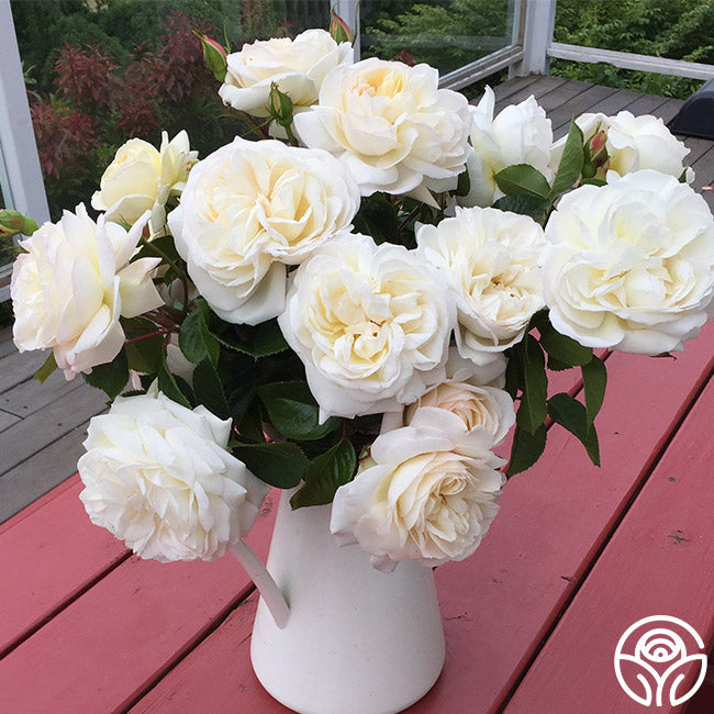 White Gold Roses White Gold Rose - Shrub - Very Fragrant – Heirloom Roses