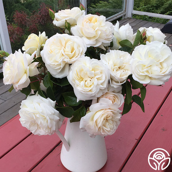 white rose potted plant Heirloom Roses White Gold Shrub
